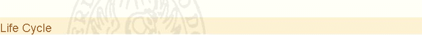 Life Cycle